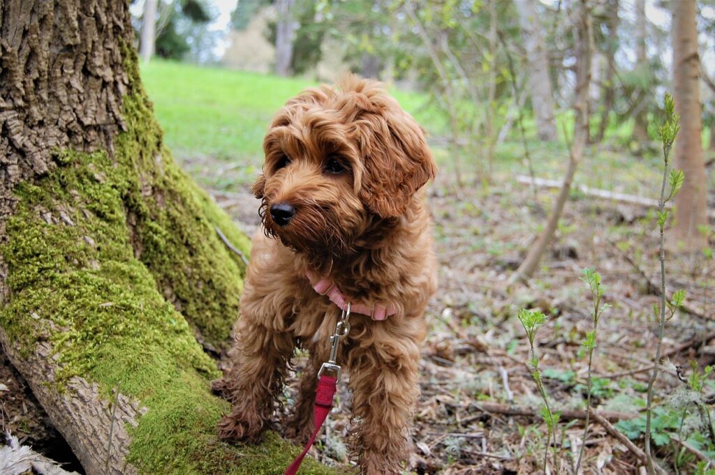 Dry Hollow Doodles are the best puppies, fully socialized and healthy!