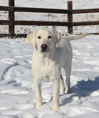 Zoey, English Lab Dry Hollow Doodles